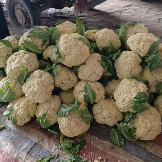 沛县白花菜花