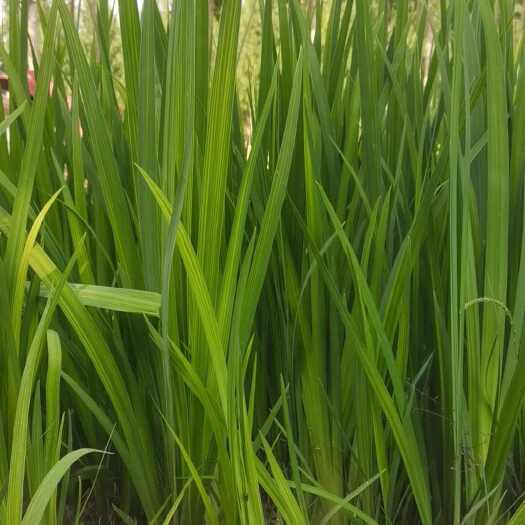 顺平县黄菖蒲
