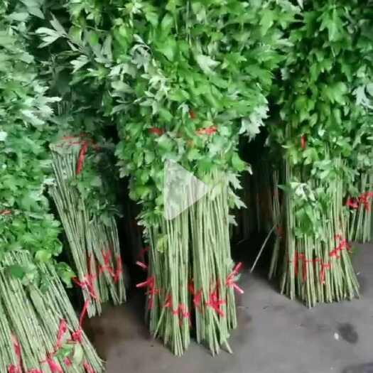  艾草苗