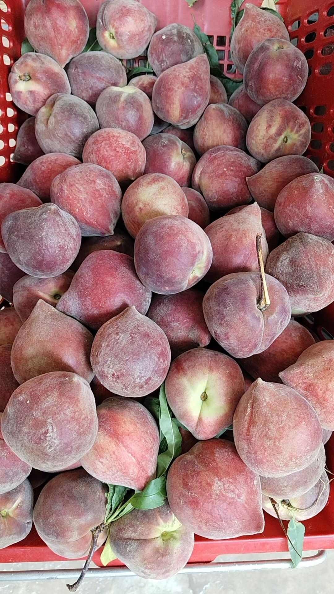 火焰桃