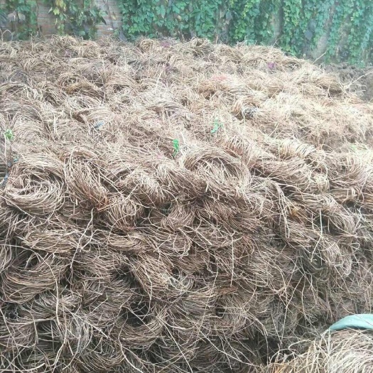 扶风县爬山虎 绣线菊 珍珠梅 陕西爬山虎 绣线菊杯苗 珍珠梅营养钵