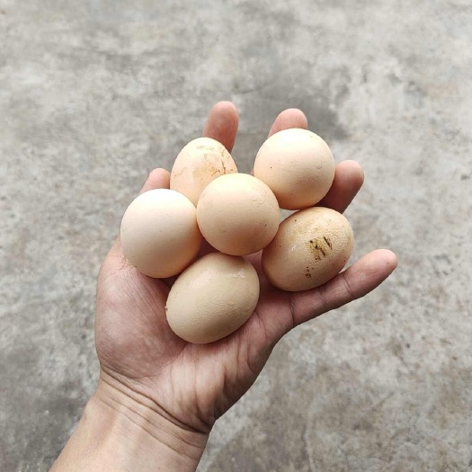 永福县自家养的土鸡，平常都是喂些红薯玉米杂粮等