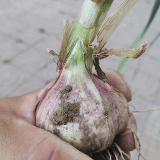 宁陵县红皮蒜