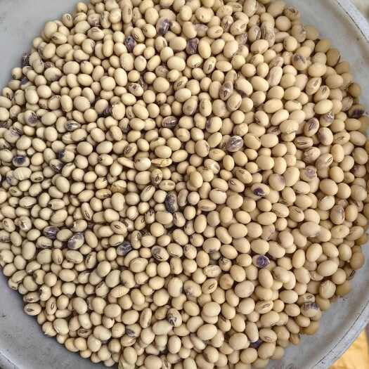 贺州黄豆手工黄豆特大颗粒水分干蛋白47