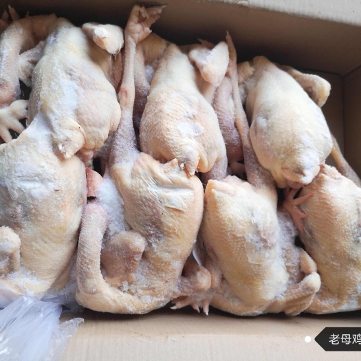 莘县老母鸡白条（规格齐全）
