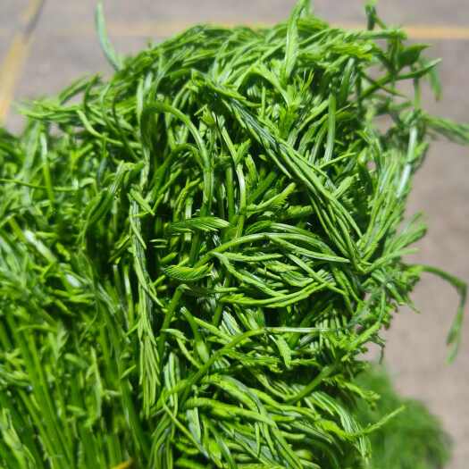 昆明云南泰国品种臭菜羽叶合金欢