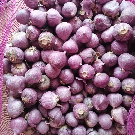 丽江云南紫皮独蒜