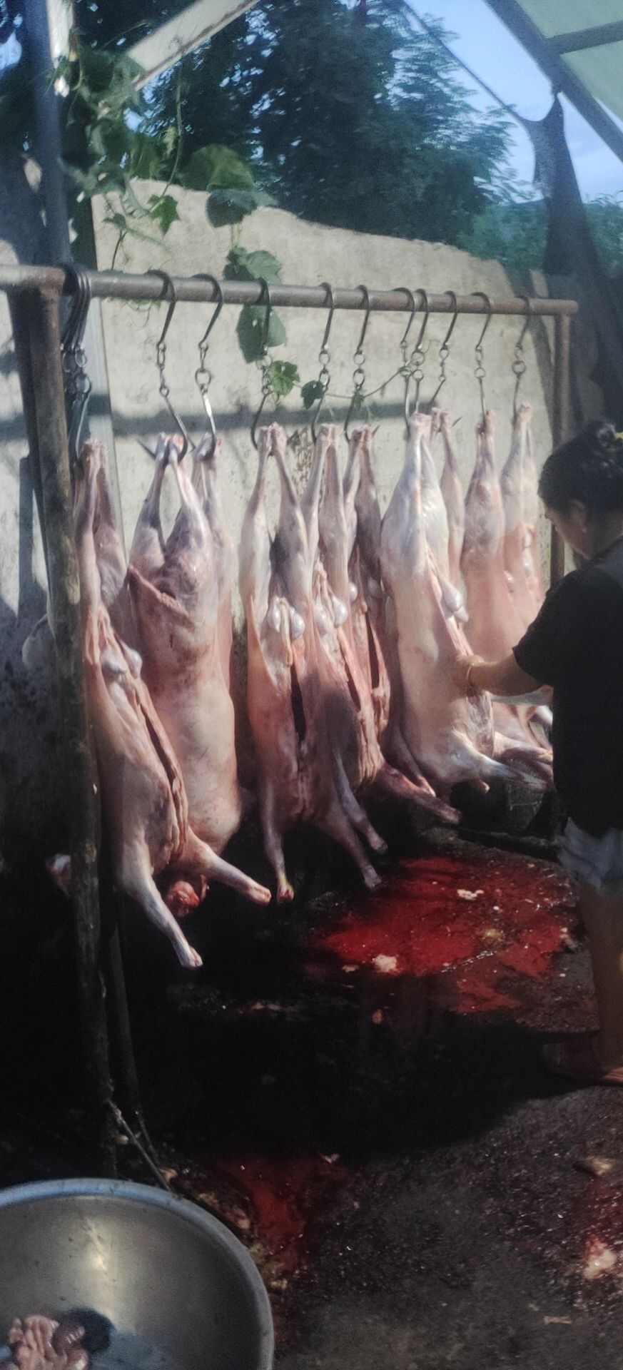 豫东山羊肉，剔骨净肉整只羊
