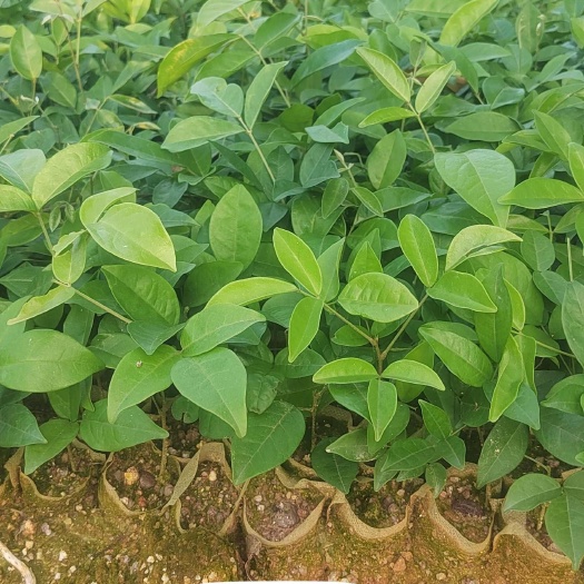 灵山县牛大力营养杯苗 牛大力苗 牛大力种子苗 牛大力苗批发
