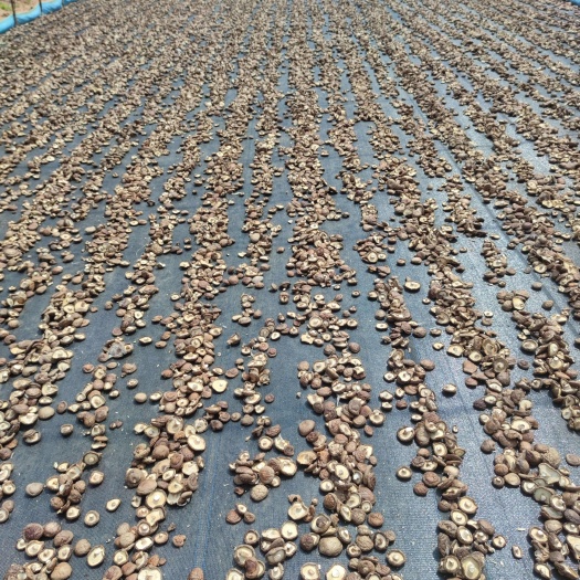 平泉市平泉香菇种植基地直发