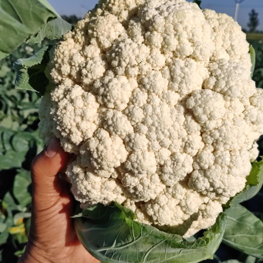 高唐县珍珠花菜