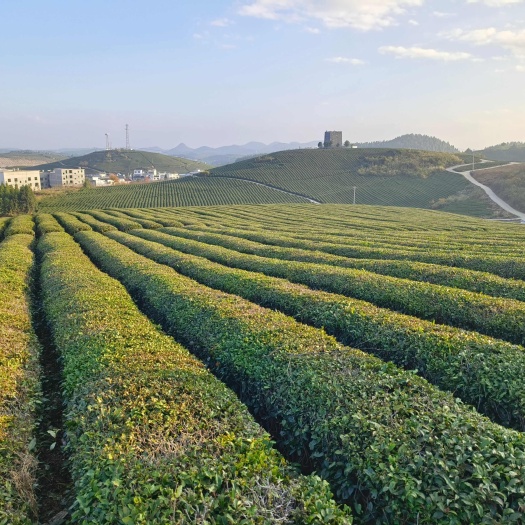 普宁市八仙茶