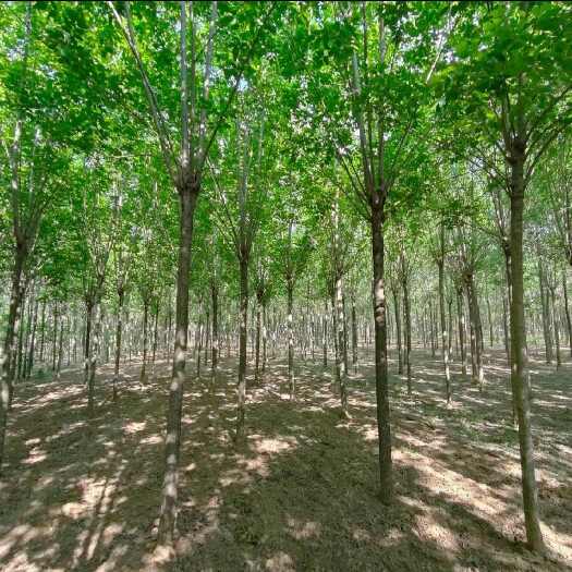 白蜡 陕西金叶白蜡 白蜡树苗 直径2-20厘米 基地直销