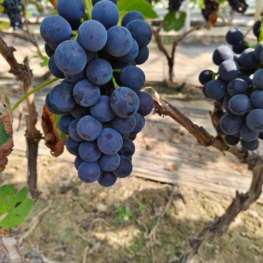 单县蓝莓夏黑葡萄