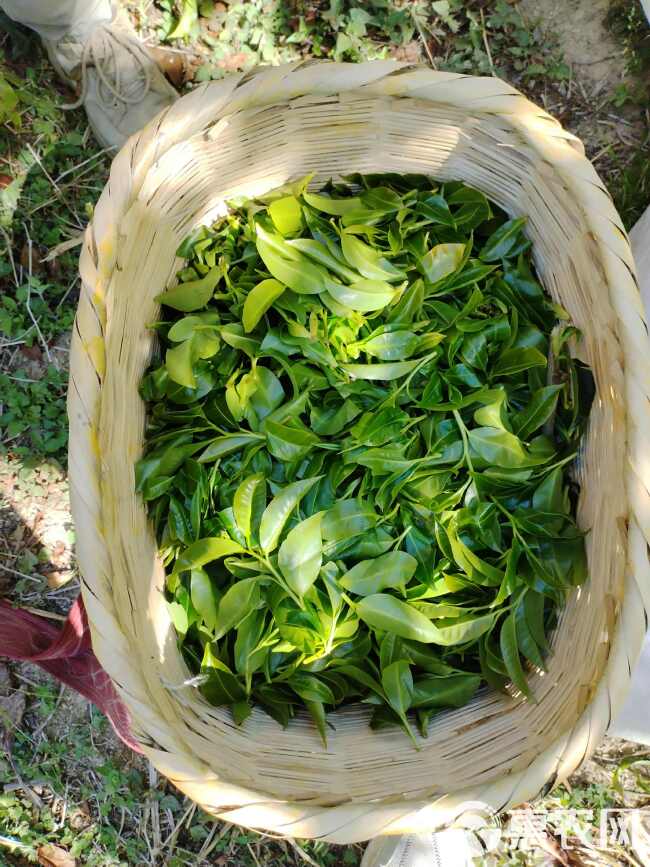 滇红茶 凤庆红茶 野生红茶