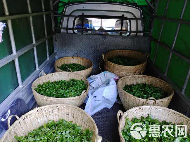 滇红茶 凤庆红茶 野生红茶