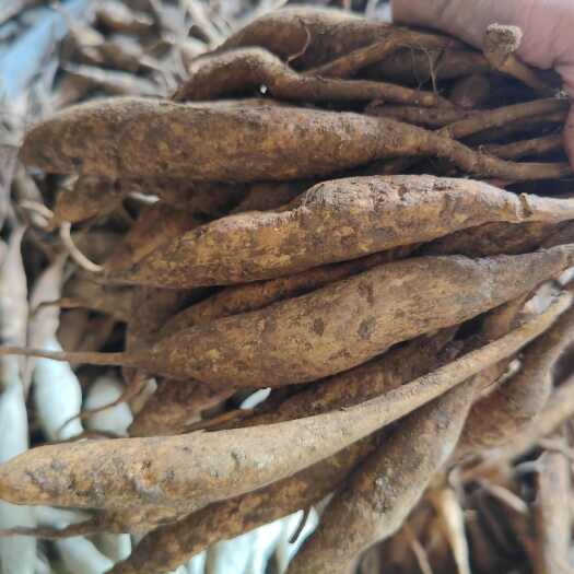 麻栗坡县云南百部！统货批发价