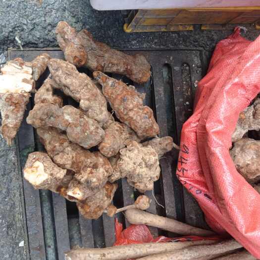 清远土伏苓大货白肉甘甜石山边的货
