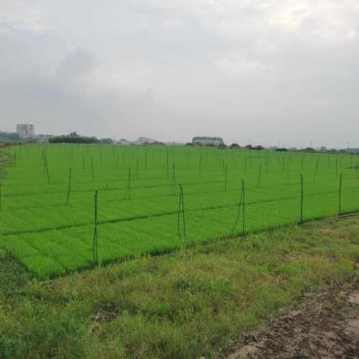 贵港水稻秧苗（百香139），看上+V：ggdx139