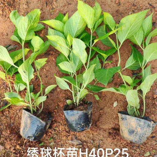 郴州绣球花地被苗大杯苗，基地直销价格实惠