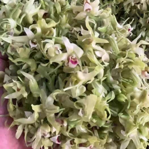 南宁铁皮石斛花，一手货源，基地直发，质量保证