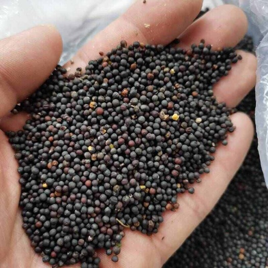 滁州油菜籽，中油杂501品种