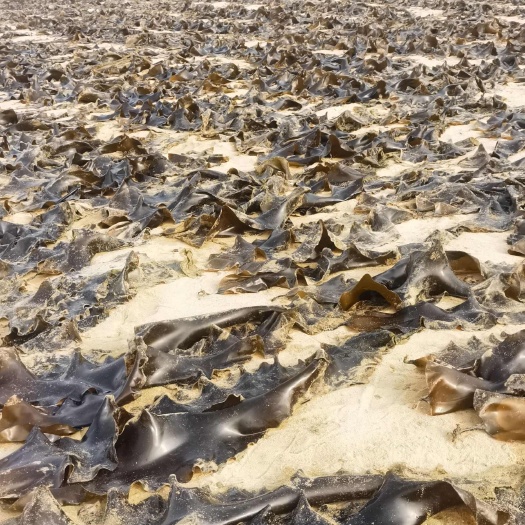 莆田南日岛地理标志海带农户自卖