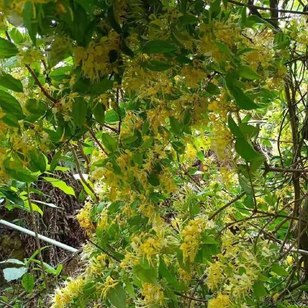 金银花带24年新货绒毛金银花干花非野生金银花中药金银花