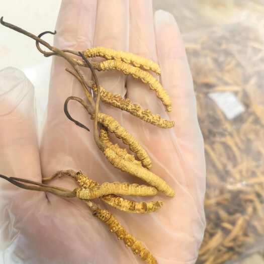 东莞市冬虫夏草