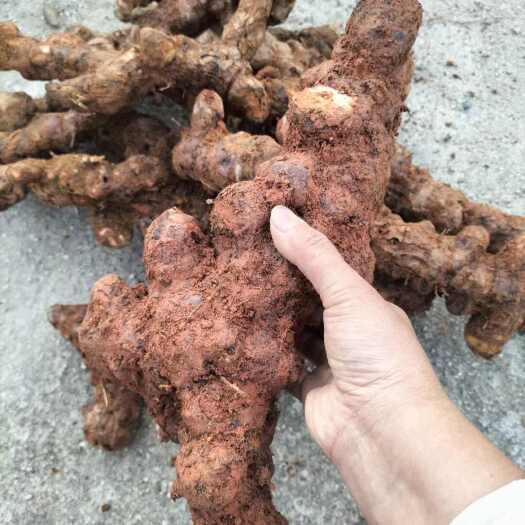 梧州大土茯苓，梧州本地土茯苓大量现货