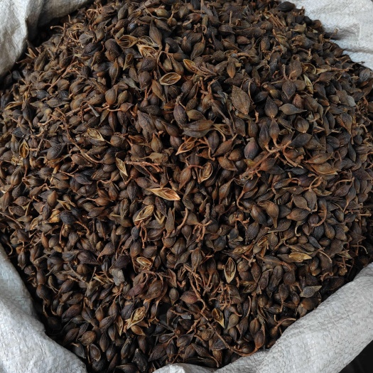 连翘别名连乔黄花杆黄寿丹量大从优