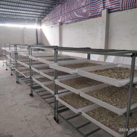 忻城县正品僵蚕，玻璃晶体，厂商直供，可直接视频或到现场指导