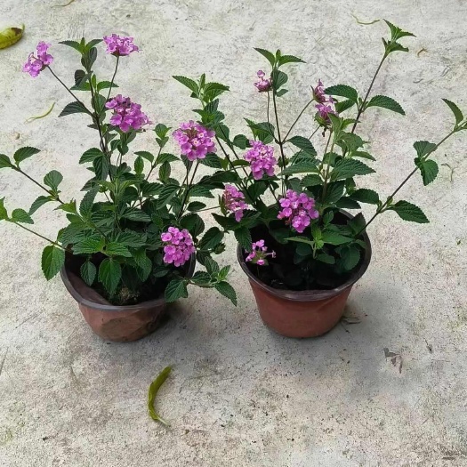 成都马缨丹