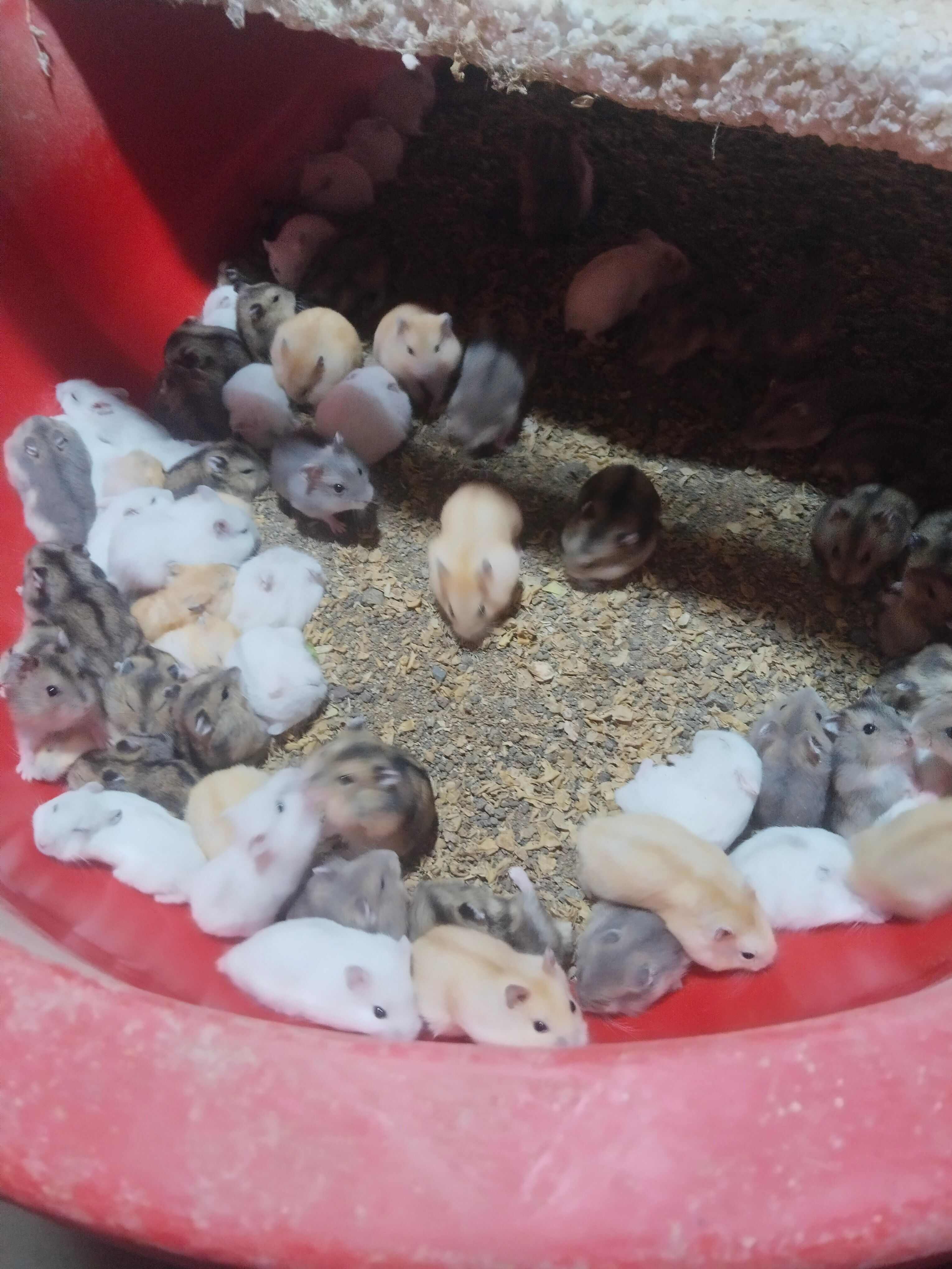 仓鼠原产地直发，大量有货，价格最低，质量好！提供饲养技术！