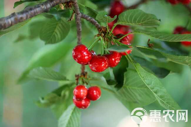 甘肃天水大樱桃