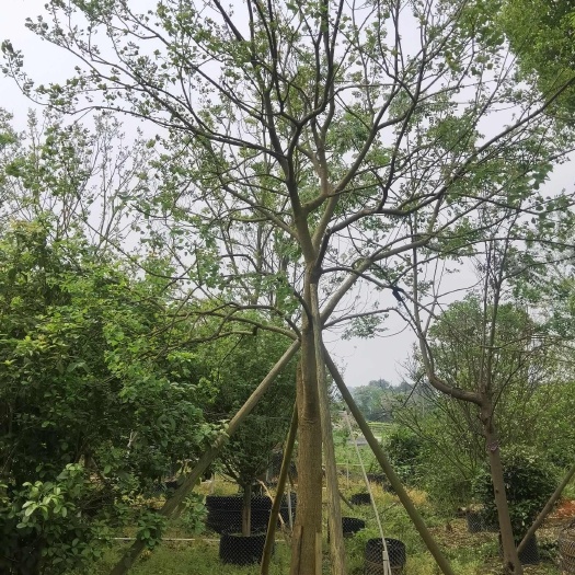 桂林乌桕18-35公分2400元起假植苗