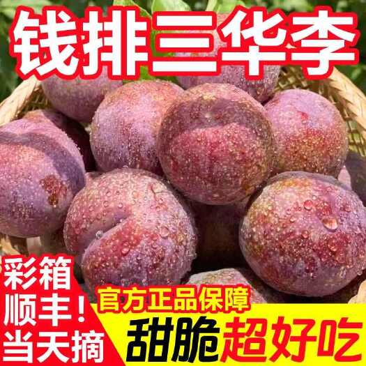 广州三华李子新鲜现摘钱排三华李红心李芙蓉李甜脆李