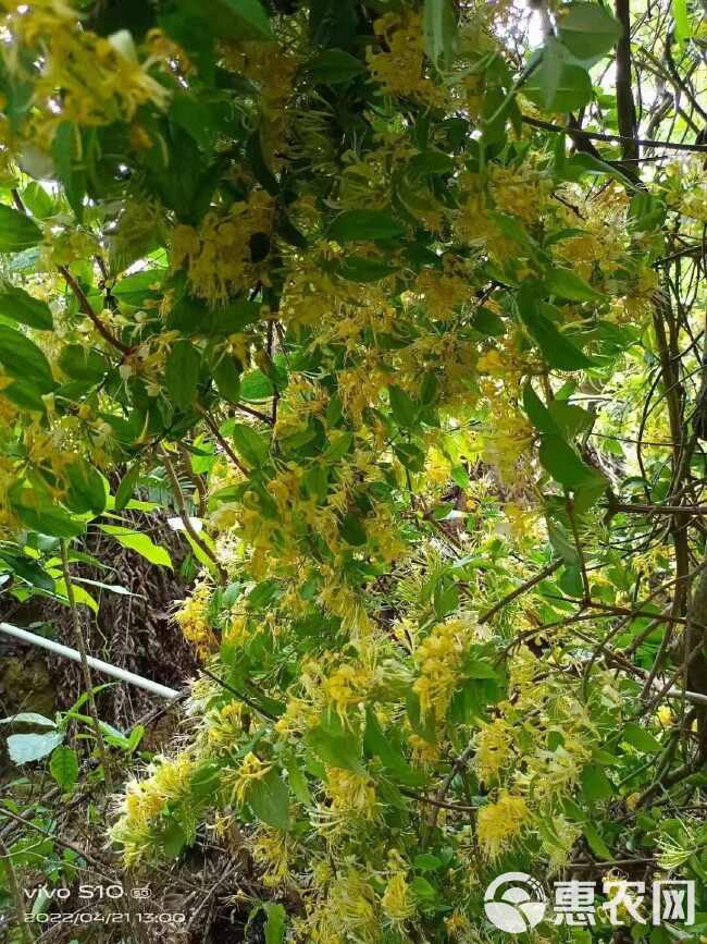 金银花带24年新货绒毛金银花干花非野生金银花中药金银花