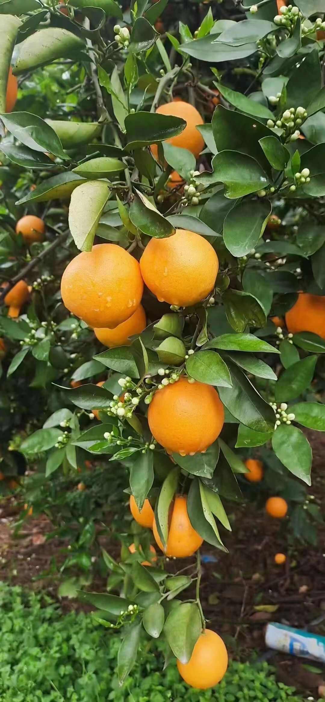 江永夏橙