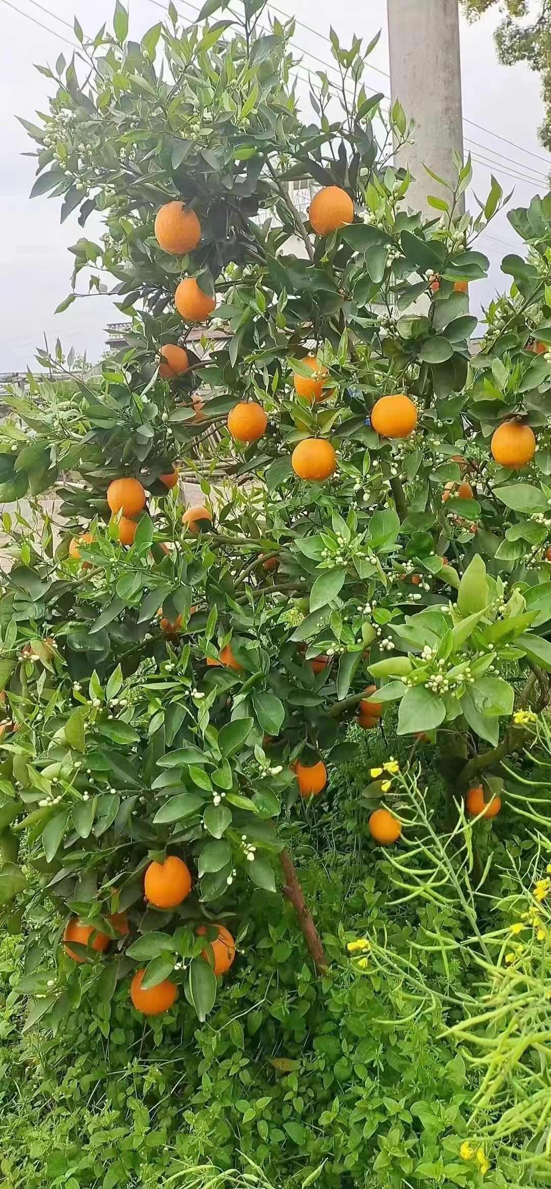 江永夏橙