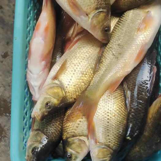 昆明《金鳞鱼》淡水鱼新品种！肉质细嫩，无土腥味，腹内无黑膜！