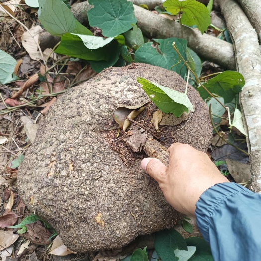 瑞丽市山乌龟