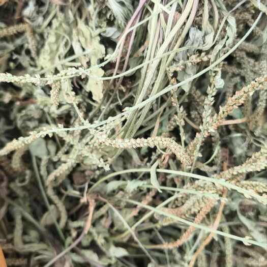 平邑县车前草通货