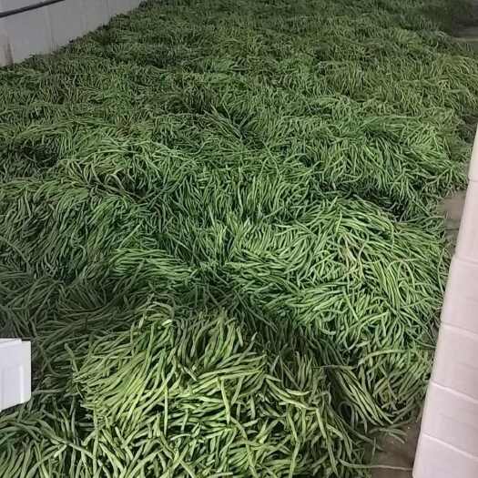 武山县高原夏菜精品豆王