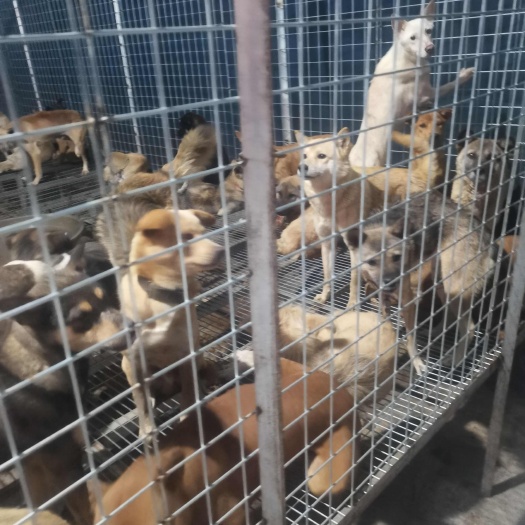 长年批发土狗