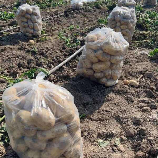 湖北  基地土豆  实验一号  沃土  黄皮黄心量大质优