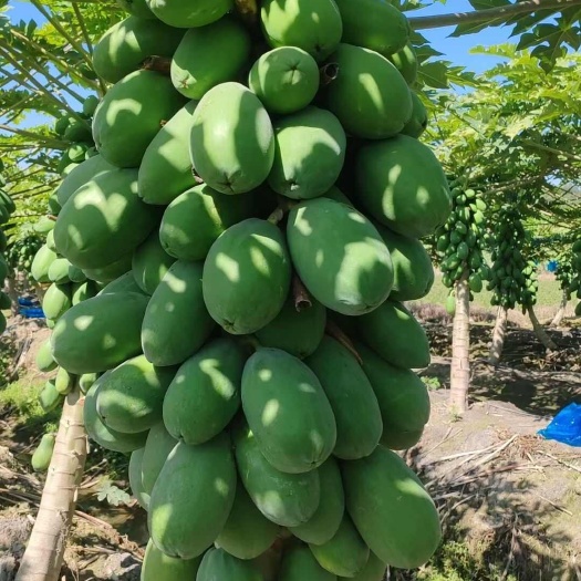 东莞市广东青木瓜蔬菜木瓜生木瓜番木瓜凉拌腌酸泰式沙拉煲汤下奶