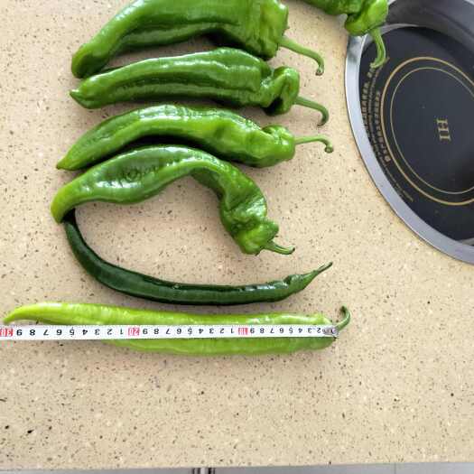 新鲜大量辣椒黄皮椒上市
