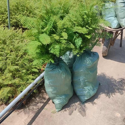 蓝花楹苗，农户大量供应，大小规格齐全