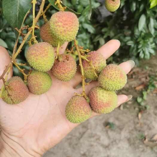 化州市妃子笑大量上市